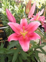 [1859 Avalonia Mak No01.JPG]